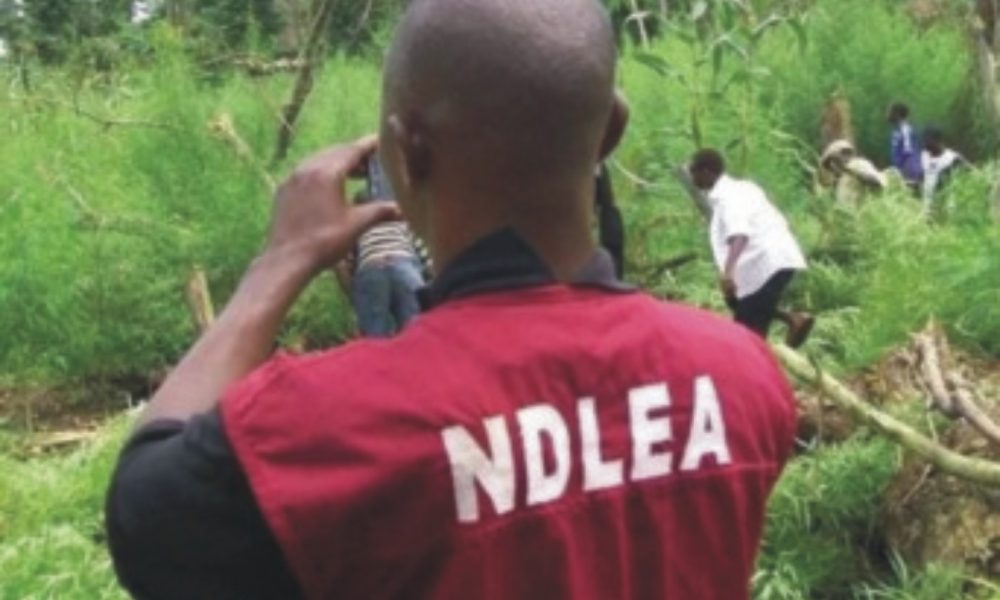 NDLEA Raids Edo Communities, Destroys 46 Hemp Farms