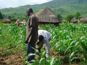 We Can No longer Buy Fertilizers, We Want The Days Of Buhari Back – Farmers Association President