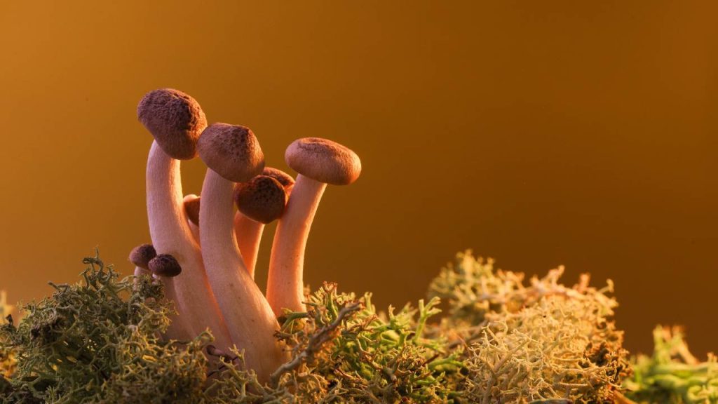 Exploring the World of Psychedelic Mushrooms: History, Usage, and Modern Research