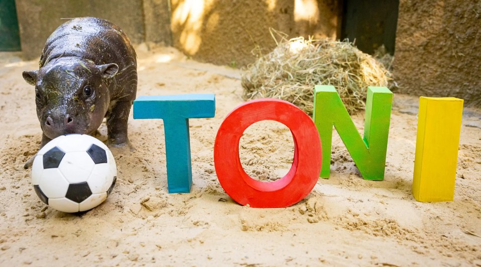 Big-hearted former Chelsea star Antonio Rudiger sells signed shirt to help save endangered pygmy hippos