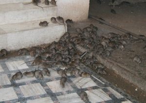 Stop Eating Rats – FG Warns Benue State Residents