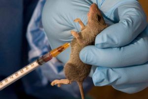 5000 Citizens Dies Annually From Lassa Fever – NOA